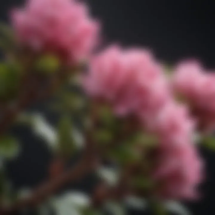 Close-up of rhododendron buds ready to bloom