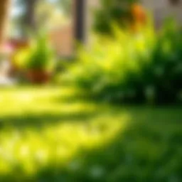 Lush green sun turf grass in a sunny garden setting