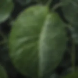 Close-up view of cucumber leaves showcasing their unique texture and shape
