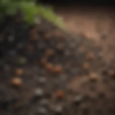 Close-up of organic fertilizer granules on a surface.