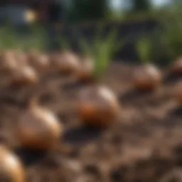 Fresh onion starts ready for planting in a garden