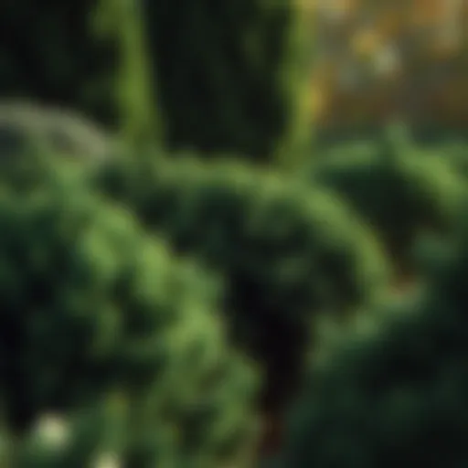 Lush evergreen bushes enhancing a garden landscape