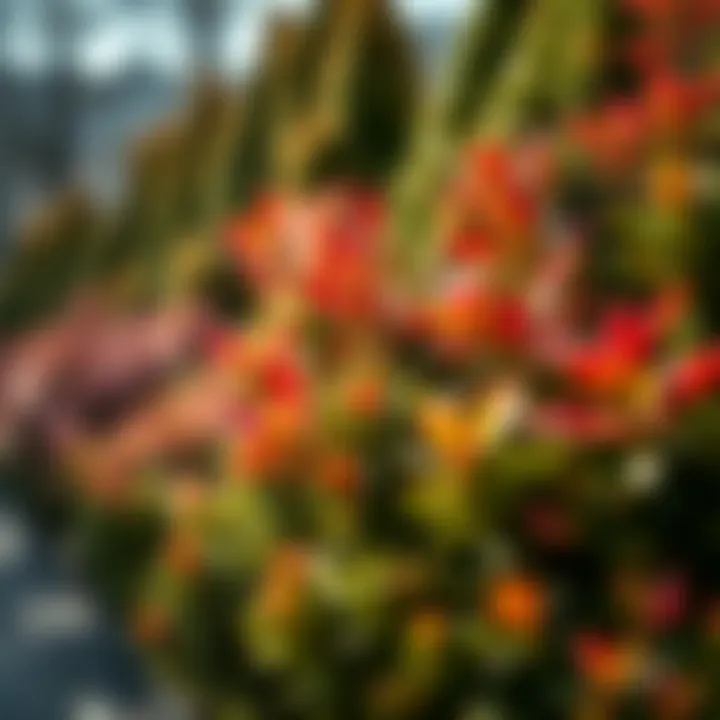 Seasonal Beauty of Evergreens Well-maintained evergreen bushes showcasing seasonal beauty