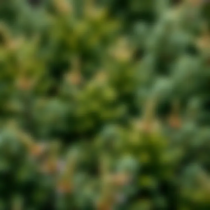 Diverse Evergreen Species Variety of evergreen bush species in a vibrant garden