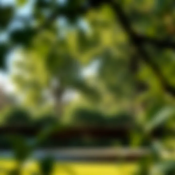 Notable Zone 6 Trees for Privacy: A Comprehensive Guide
